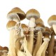 Grow Kit Hawaii, 100% Micelium