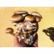 Magic Mushrooms Grow Kit McKennaii, Supra GrowKit 100% Micelium