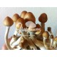 Magic Mushrooms Grow Kit Mazapatec, Supra GrowKit 100% Micelium