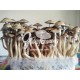 Kit de cultivo de setas Psilocybe Cubensis Mexicana, Supra GrowKit 100% Micelio