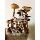 Magic Mushrooms Grow Kit Golden Teacher, Supra GrowKit 100% Micelium