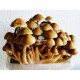 Magic Mushrooms Grow Kit Orissa India, Supra GrowKit 100% Mycelium