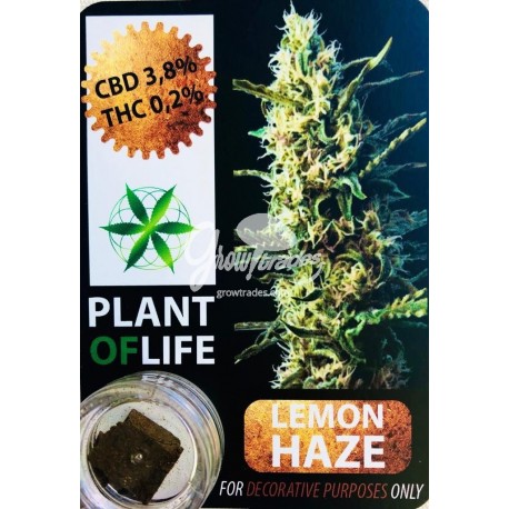 Lemon Haze CBD Solid 3,8% (Plant of Life)