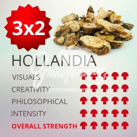 Trufas mágicas psilocybe Hollandia 