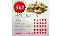 3x2 Trufas mágicas psilocybe Hollandia 