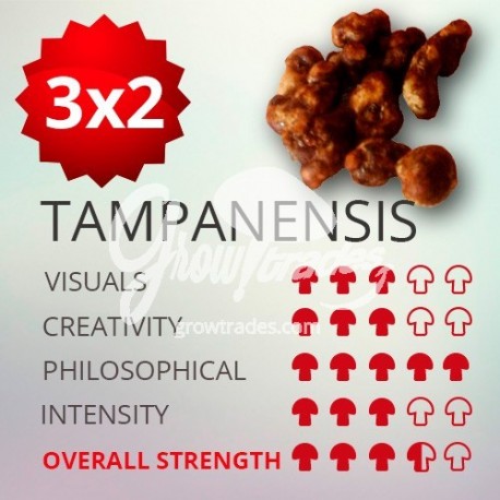 Trufas mágicas psilocybe Tampanensis