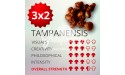 3x2 Trufas mágicas psilocybe Tampanensis