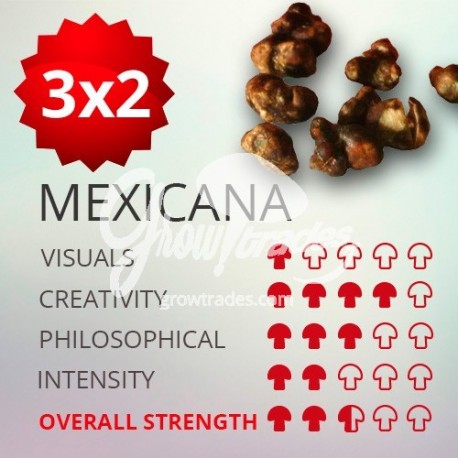 Trufas mágicas psilocybe Mexicana