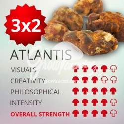 Trufas mágicas psilocybe Atlantis