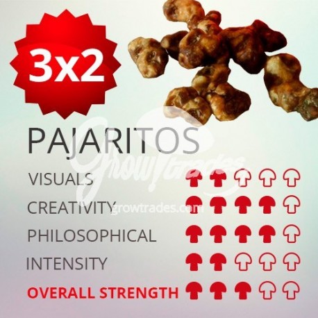 Trufas mágicas psilocybe Pajaritos