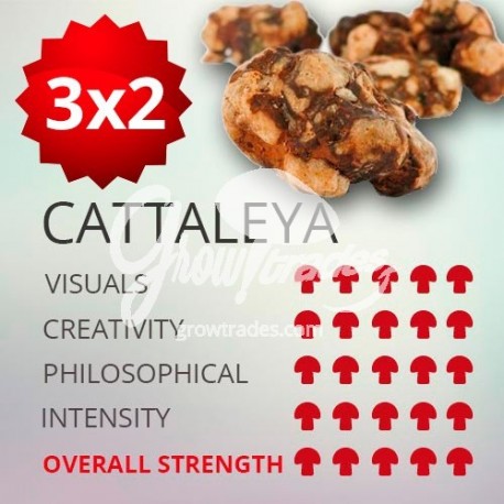 3x2 Trufas mágicas psilocybe Cattaleya