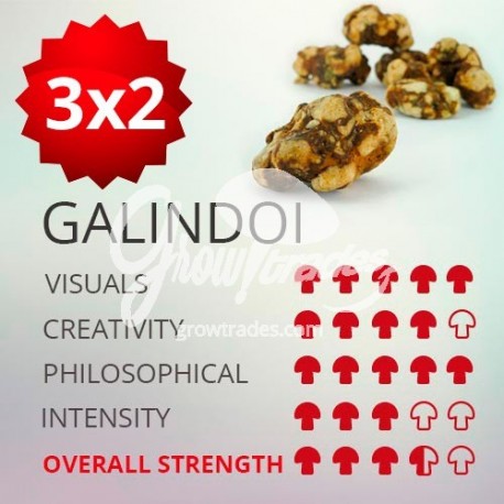 Trufas mágicas psilocybe Galindoi