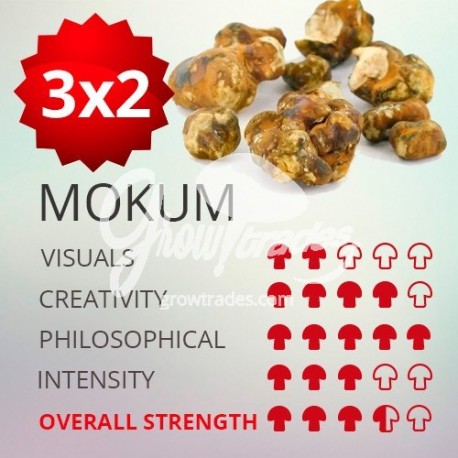 Trufas mágicas psilocybe Mokum