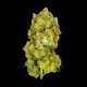 Amnesia Gran Reserva ~ Flor de CBD