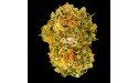 Amnesia Gran Reserva ~ Flor de CBD