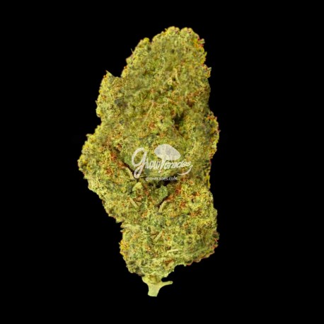 Apple Pie ~ Flor de CBD
